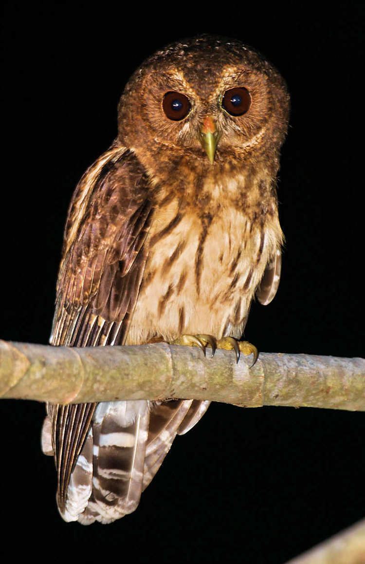 Mottled owl Mottled Owl Photo