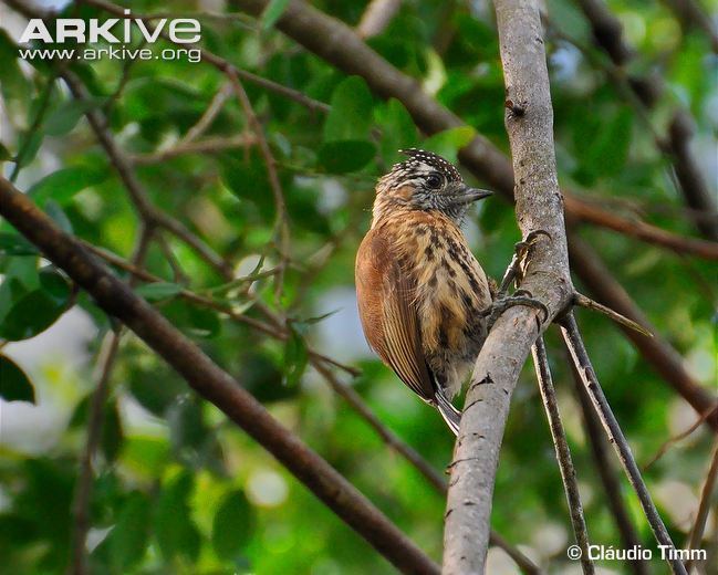 Mottled piculet Mottled piculet videos photos and facts Picumnus nebulosus ARKive