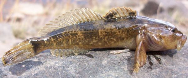 Mottled Sculpin Alchetron The Free Social Encyclopedia