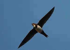 Mottled swift More on Tachymarptis aequatorialis Mottled Swift
