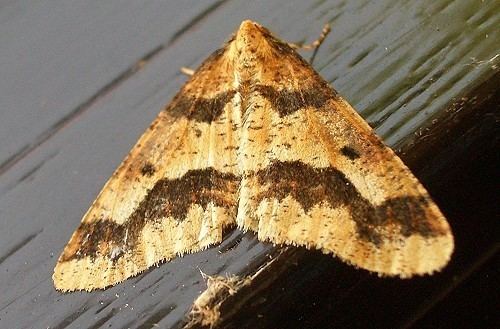 Mottled umber Umber Moth Erannis defoliaria