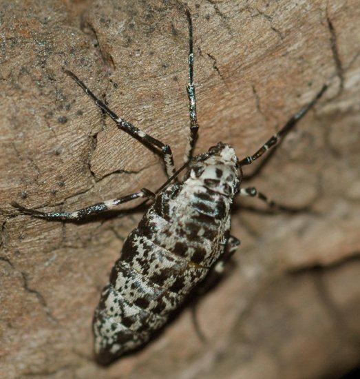 Mottled umber Female Mottled Umber Moth In California What39s That Bug