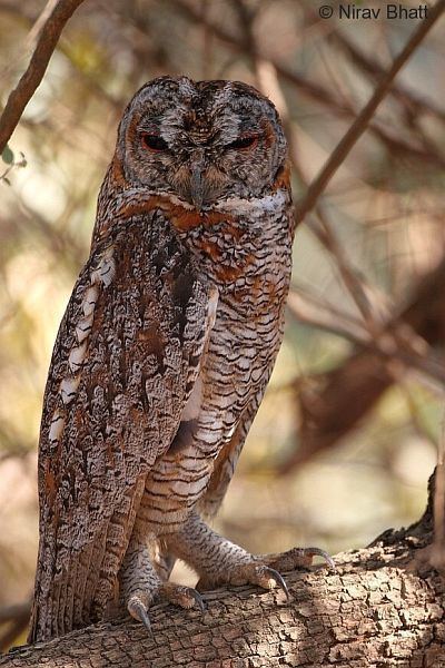 Mottled wood owl Oriental Bird Club Image Database Mottled Wood Owl Strix ocellata
