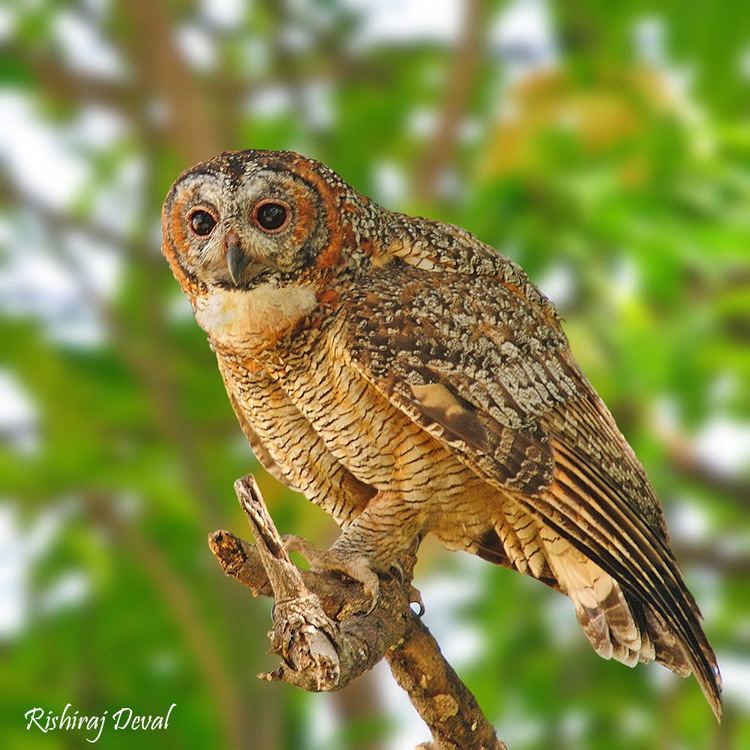 Mottled wood owl - Alchetron, The Free Social Encyclopedia