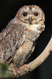 Mottled wood owl httpsuploadwikimediaorgwikipediacommonsthu