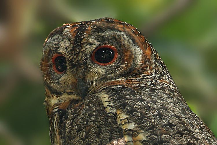 Mottled wood owl Mottled Wood Owl Strix ocellata Information Pictures Sounds