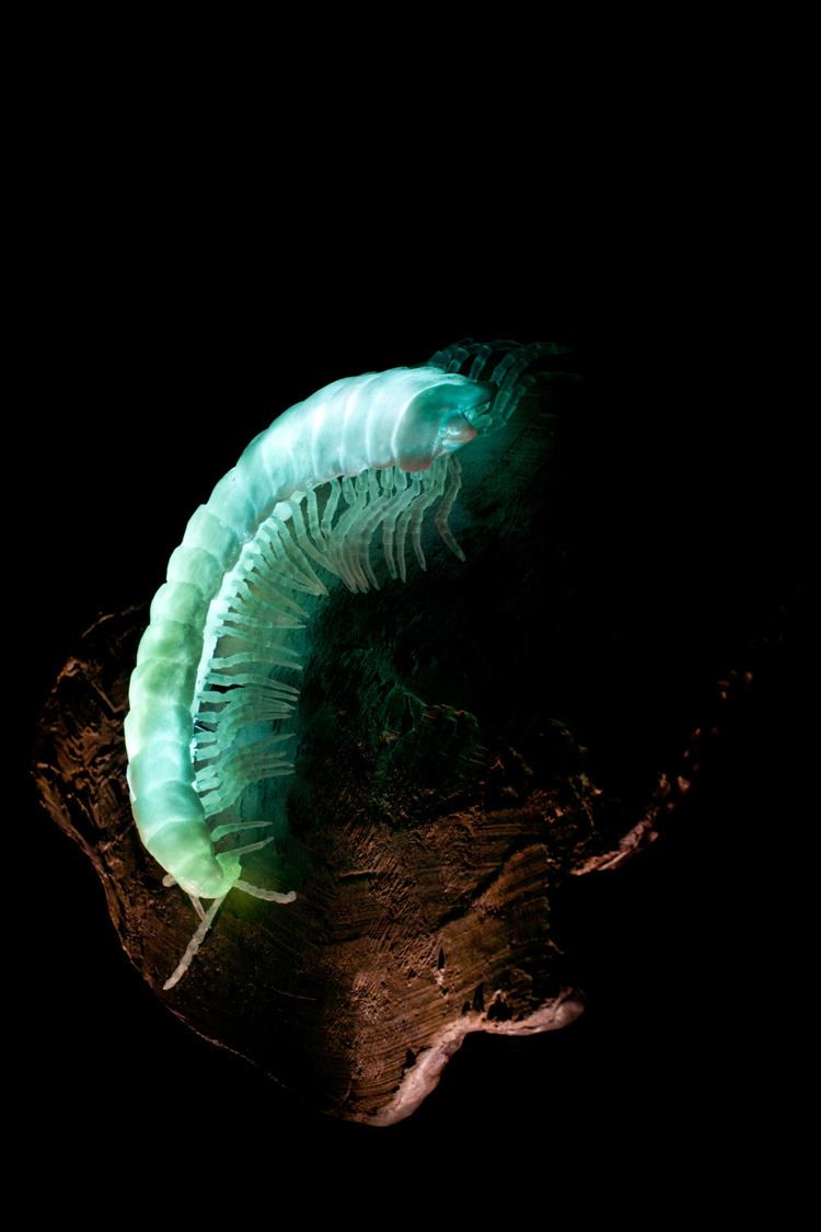 Motyxia Motyxia sequoiae or the Sierra luminous millipede is endemic to