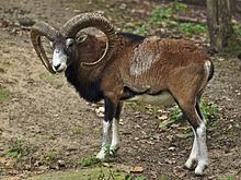 Mouflon httpsuploadwikimediaorgwikipediacommonsthu