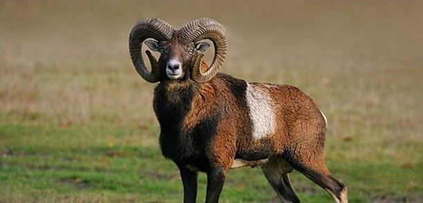 Mouflon Mouflon Facts History Useful Information and Amazing Pictures