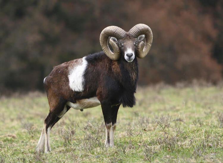 Mouflon Mouflon Facts History Useful Information and Amazing Pictures