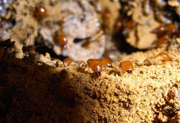 Mound-building termites How mound building termites repair damage to their nest Termite Web