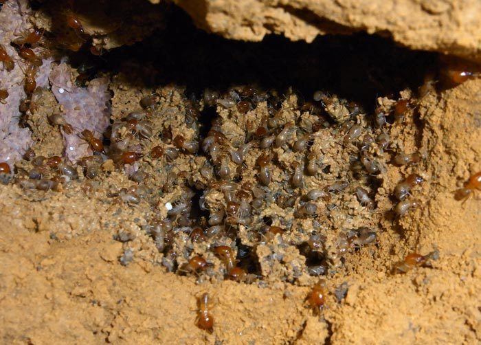 Mound-building termites How mound building termites repair damage to their nest Termite Web
