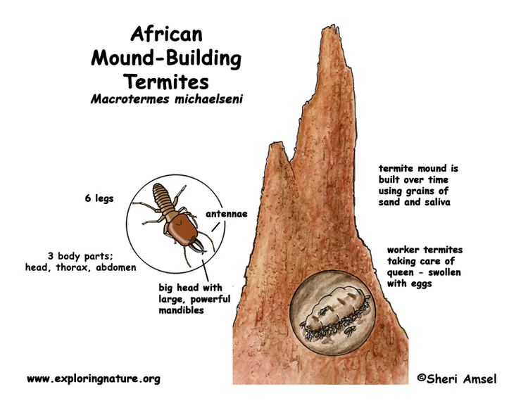 Mound-building termites African Moundbuilding