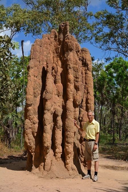 Mound-building termites TERMITE MOUNDS AUSTRALIA My Thatched Hut