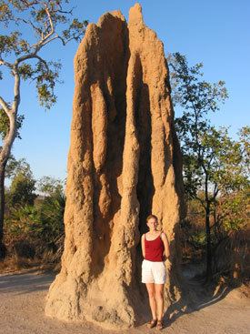 Mound-building termites The Largest Natural Buildings