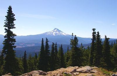 Mount Defiance (Oregon) wwworegonhikersorgwimagesthumbaa1MtDefianc