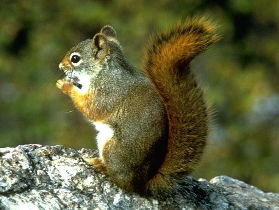 Mount Graham red squirrel The News For Squirrels Squirrel Facts The Endangered Mount Graham