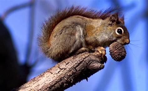 Mount Graham red squirrel The News For Squirrels Squirrel Facts The Endangered Mount Graham