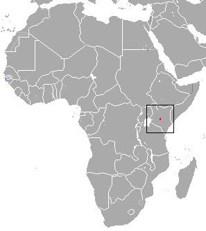 Mount Kenya mole shrew