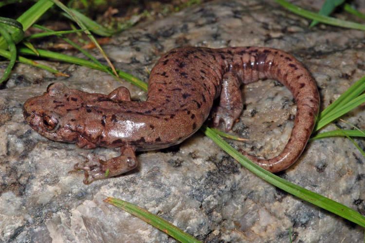 Mount Lyell salamander Mt Lyell Salamander Hydromantes platycephalus