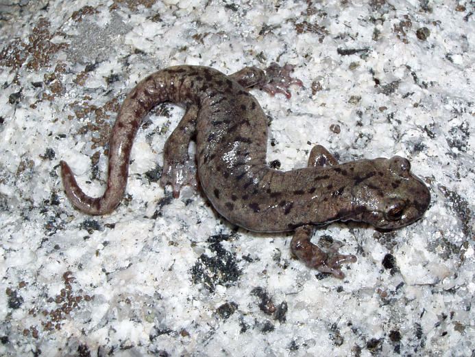 Mount Lyell salamander Hydromantes platycephalus details Forestventurecom