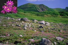 Mount Midori httpsuploadwikimediaorgwikipediacommonsthu