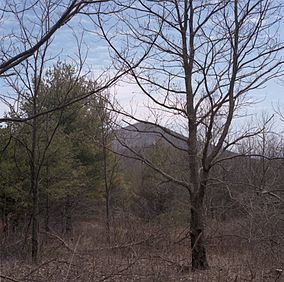 Mount Pleasant National Scenic Area httpsuploadwikimediaorgwikipediacommonsthu