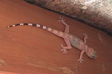 Mount Sinai gecko httpsuploadwikimediaorgwikipediacommonsthu