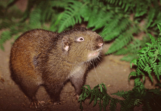 Mountain beaver ARCHIVED Species at Risk Public Registry Management Plan for the