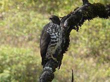 Mountain buzzard httpsuploadwikimediaorgwikipediacommonsthu