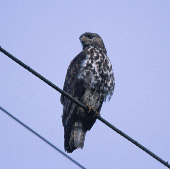 Mountain buzzard Mangoverde World Bird Guide Photo Page Mountain Buzzard Buteo