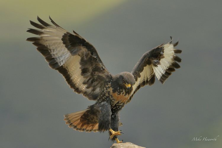 Mountain buzzard Mountain Buzzard