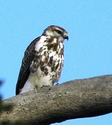 Mountain buzzard Mountain Buzzard