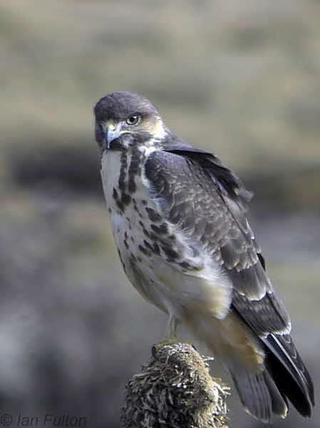 Mountain buzzard Mountain Buzzard Buteo oreophilus A bird perched on a giant