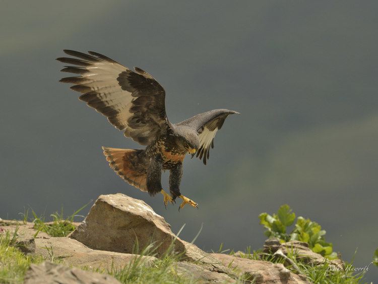 Mountain buzzard Soaring with bearded giants among castles Howie39s Wildlife Images