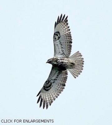 Mountain buzzard Mountain Buzzard