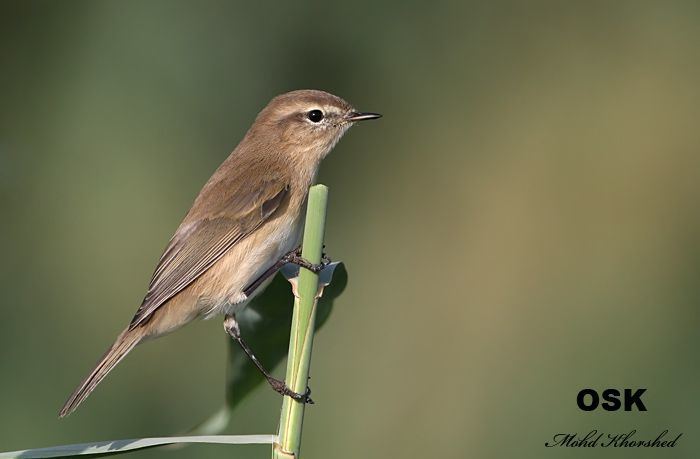 Mountain chiffchaff 19102009 at JEO Bird Sightings from KuwaitBird Sightings from Kuwait