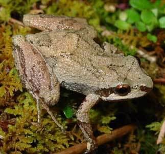 Mountain chorus frog Mountain Chorus Frog Pseudacris brachyphona