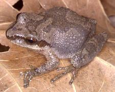 Mountain chorus frog frogphotoshomemindspringcomphotosmountaincho