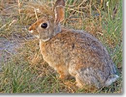 Mountain cottontail Mountain Cottontail AEP Environment and Parks