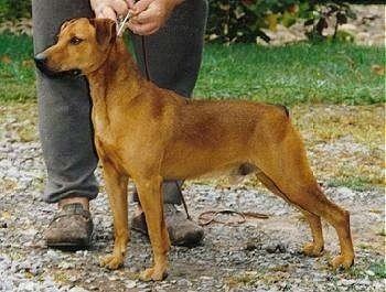 Mountain Cur Mountain Cur Dog Breed Information and Pictures