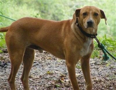 Mountain Cur Original Mountain Cur Dog Breed Information and Pictures