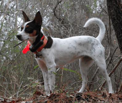 mountain feist breed dog