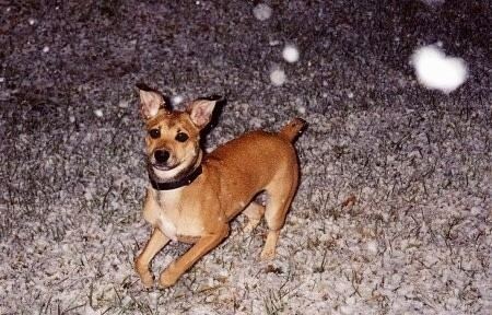 black feist dog breed