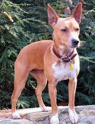 Mountain Feist Mountain Feist Dog Breed Information and Pictures