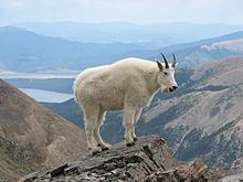 Mountain goat httpsuploadwikimediaorgwikipediacommonsthu