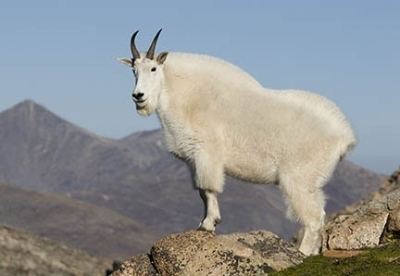 Mountain goat 1000 images about Mountain Goat Pictures on Pinterest Devil