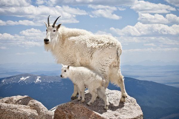 Mountain goat Mountain Goat Animal Facts and Information