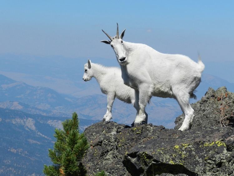 Mountain goat How do Mountain goats get their incredible cliffclimbing skills