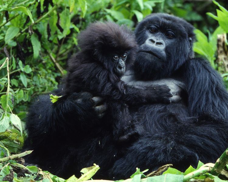 Mountain gorilla Mountain Gorilla African Wildlife Foundation